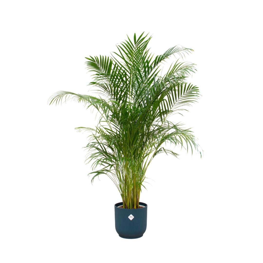 Combi deal - Areca palm inclusief elho Vibes Fold Round blauw Ø30 - 180 cm