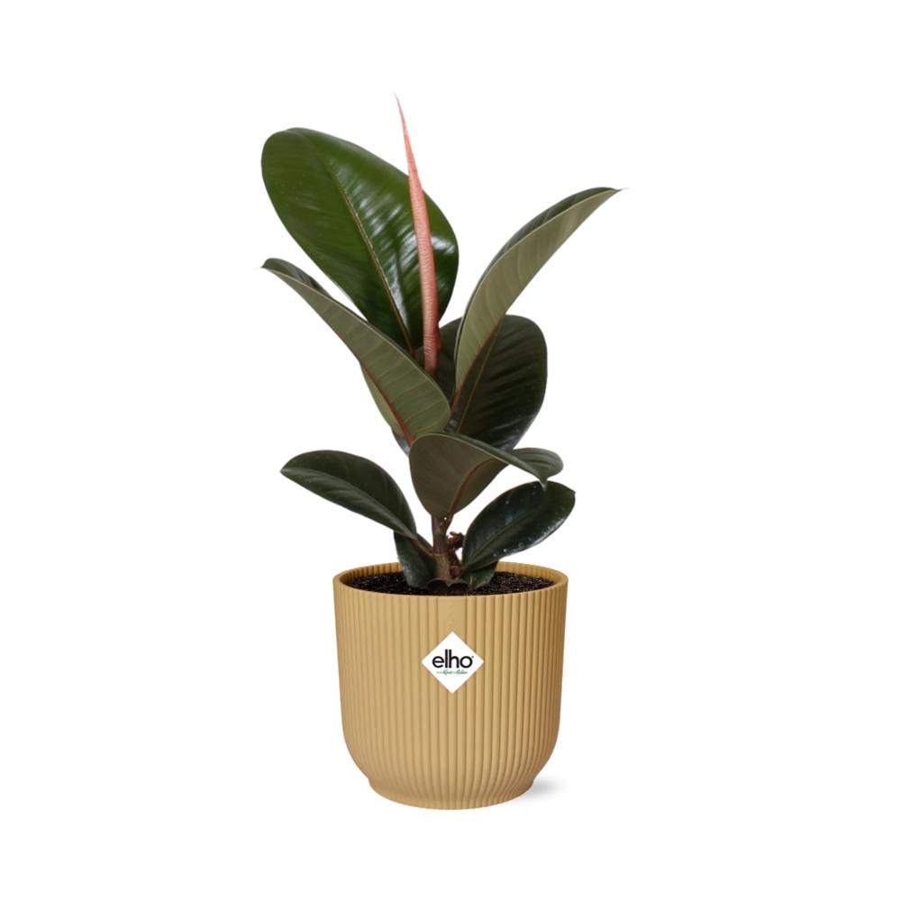 Ficus Elastica ‘Robusta’ in ELHO Vibes Fold 14cm geel