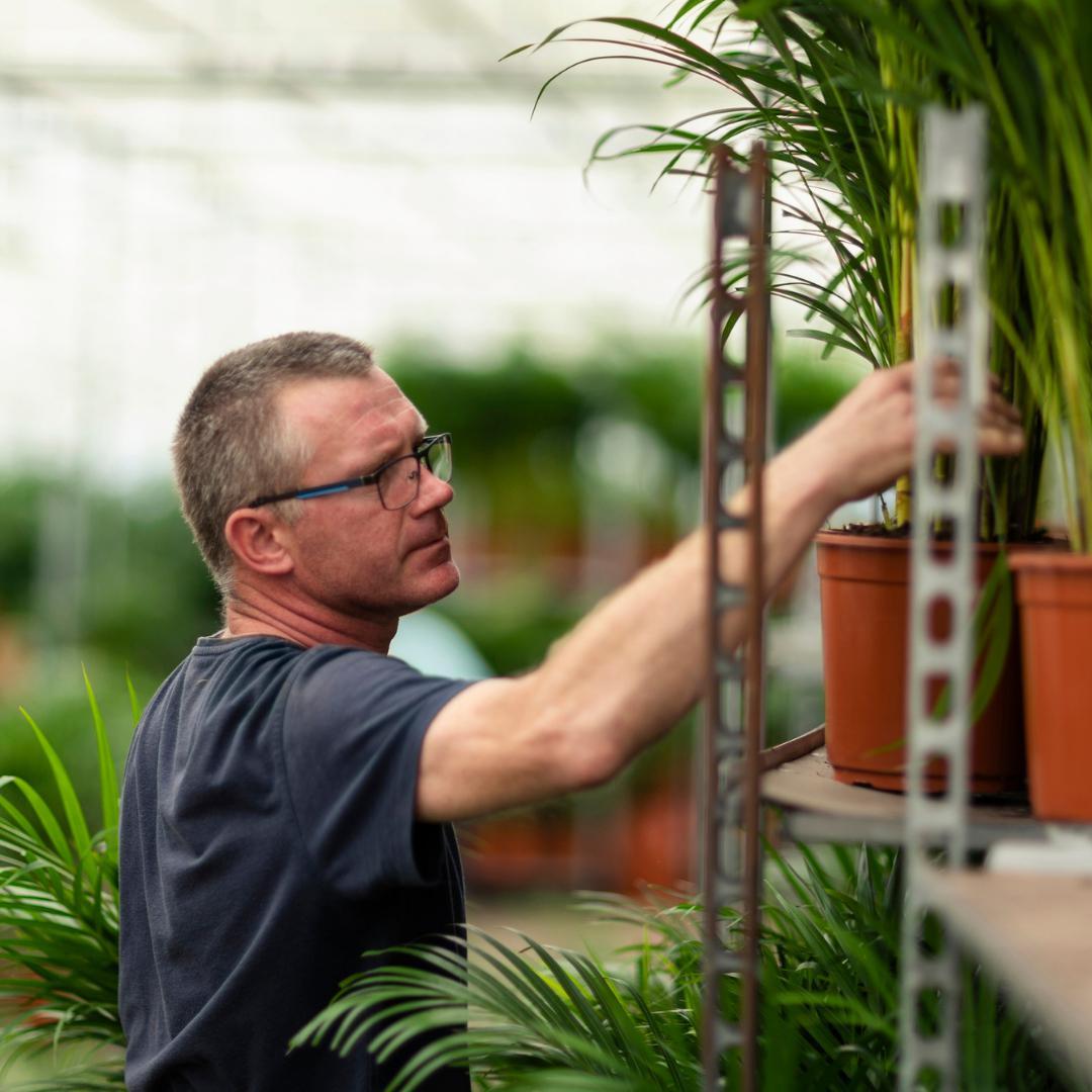 Dracaena Marginata - ↨90cm - Ø17cm