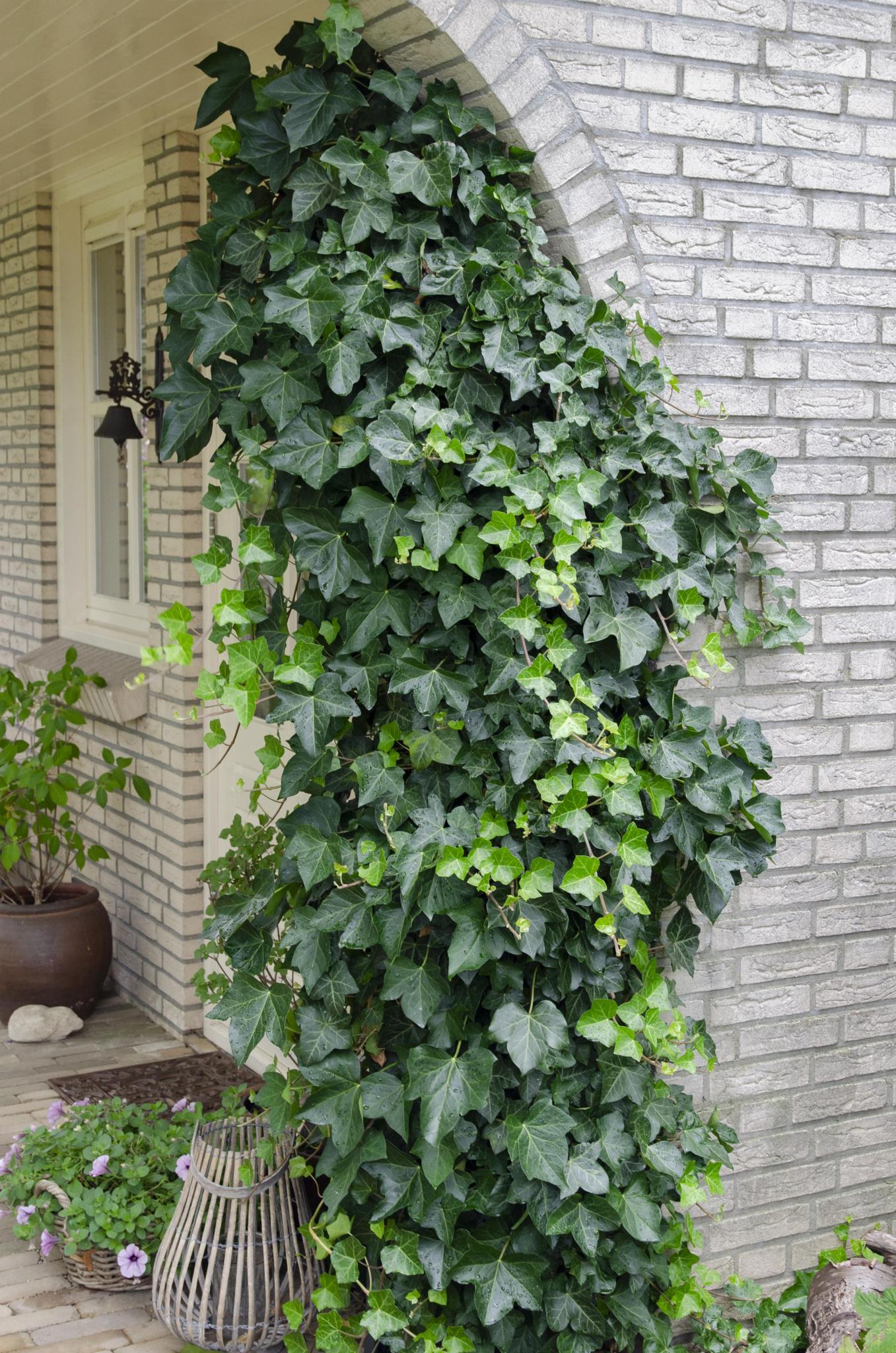 Hedera helix - ↨65cm - Ø15