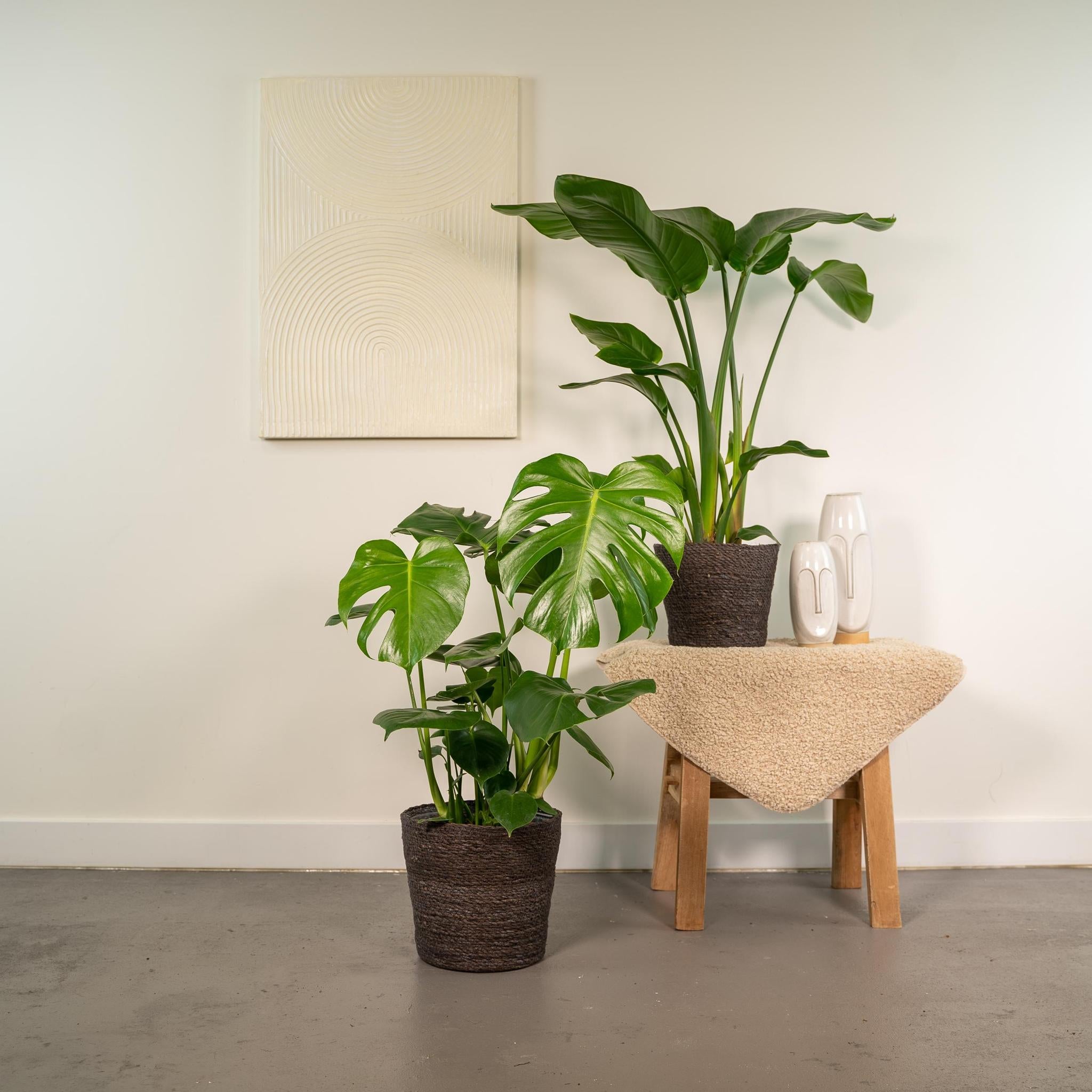 Strelitzia Nicolai - ↨85cm - Ø19cm + Monstera Deliciosa - ↨75cm - Ø21cm