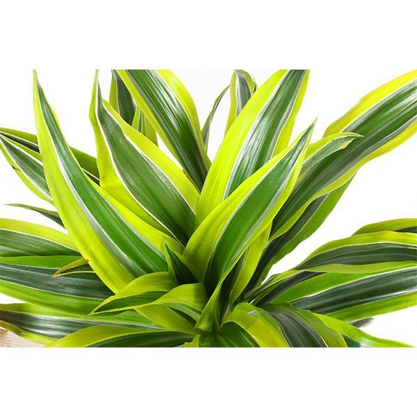 Dracaena Lemon Lime Ø21cm - ↕65cm in Vibes BLUE pot