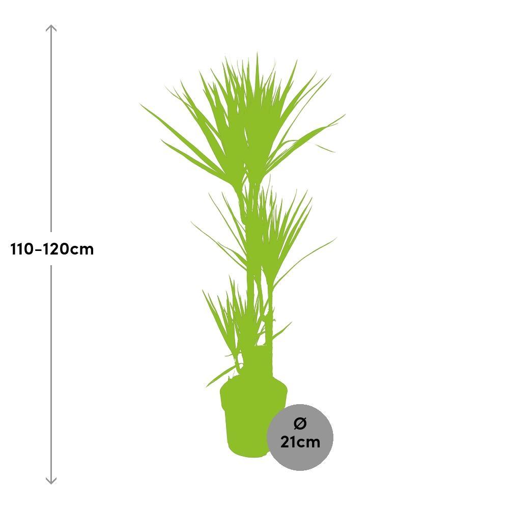 Ø21cm - ↕120cm