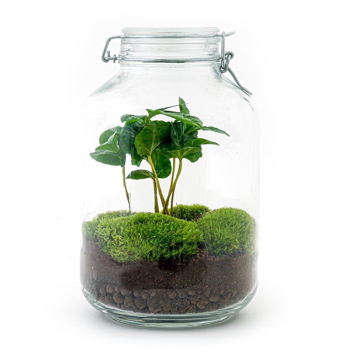 DIY terrarium - Coffea Arabica - ↑ 28 cm  + Rake + Shovel + Tweezer