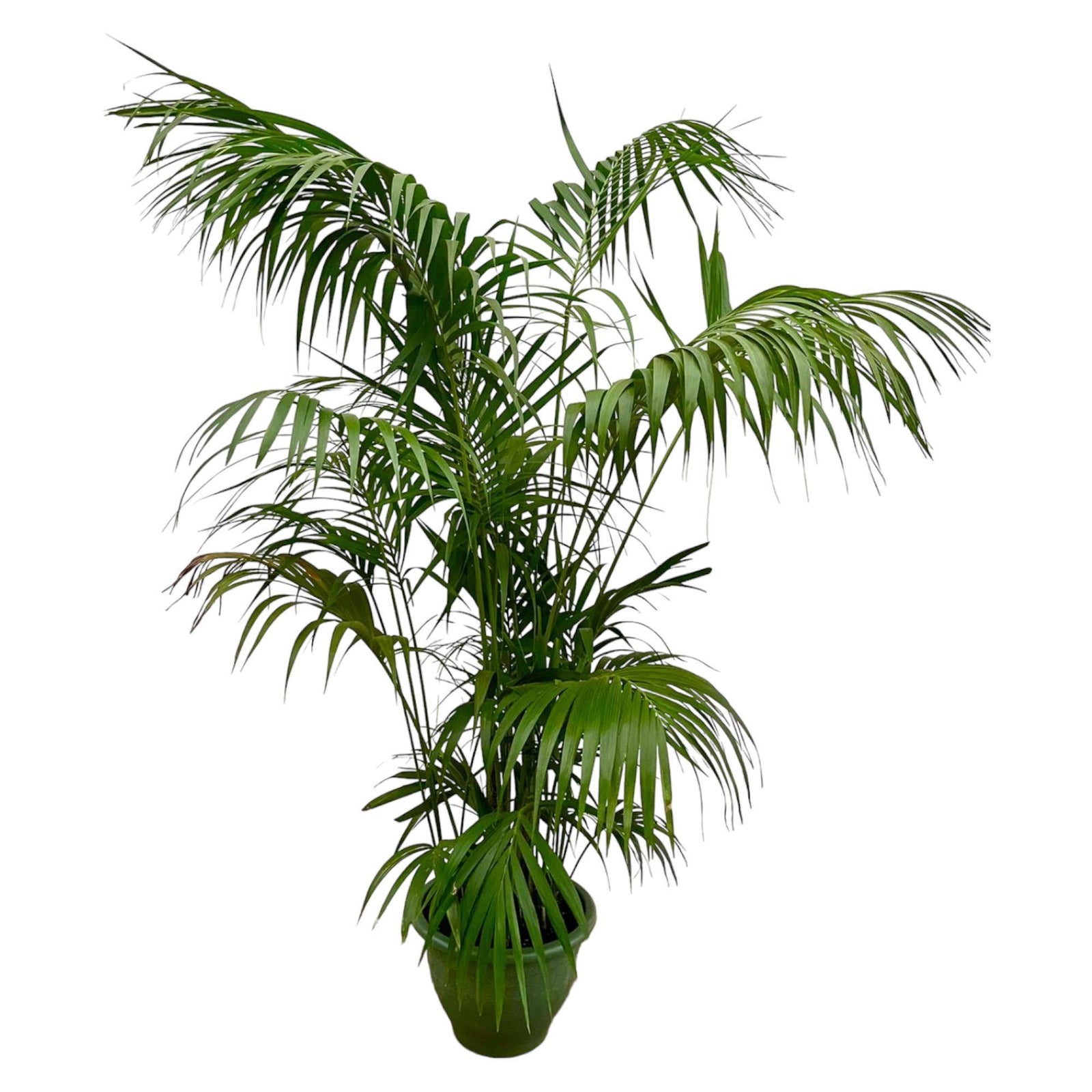 Kentia Palm XXL - 300cm - ø50