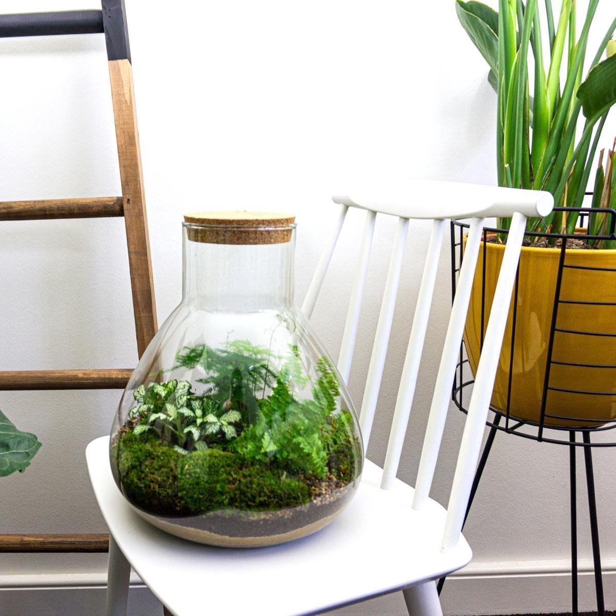 DIY terrarium - Sam XL - ↑ 35 cm