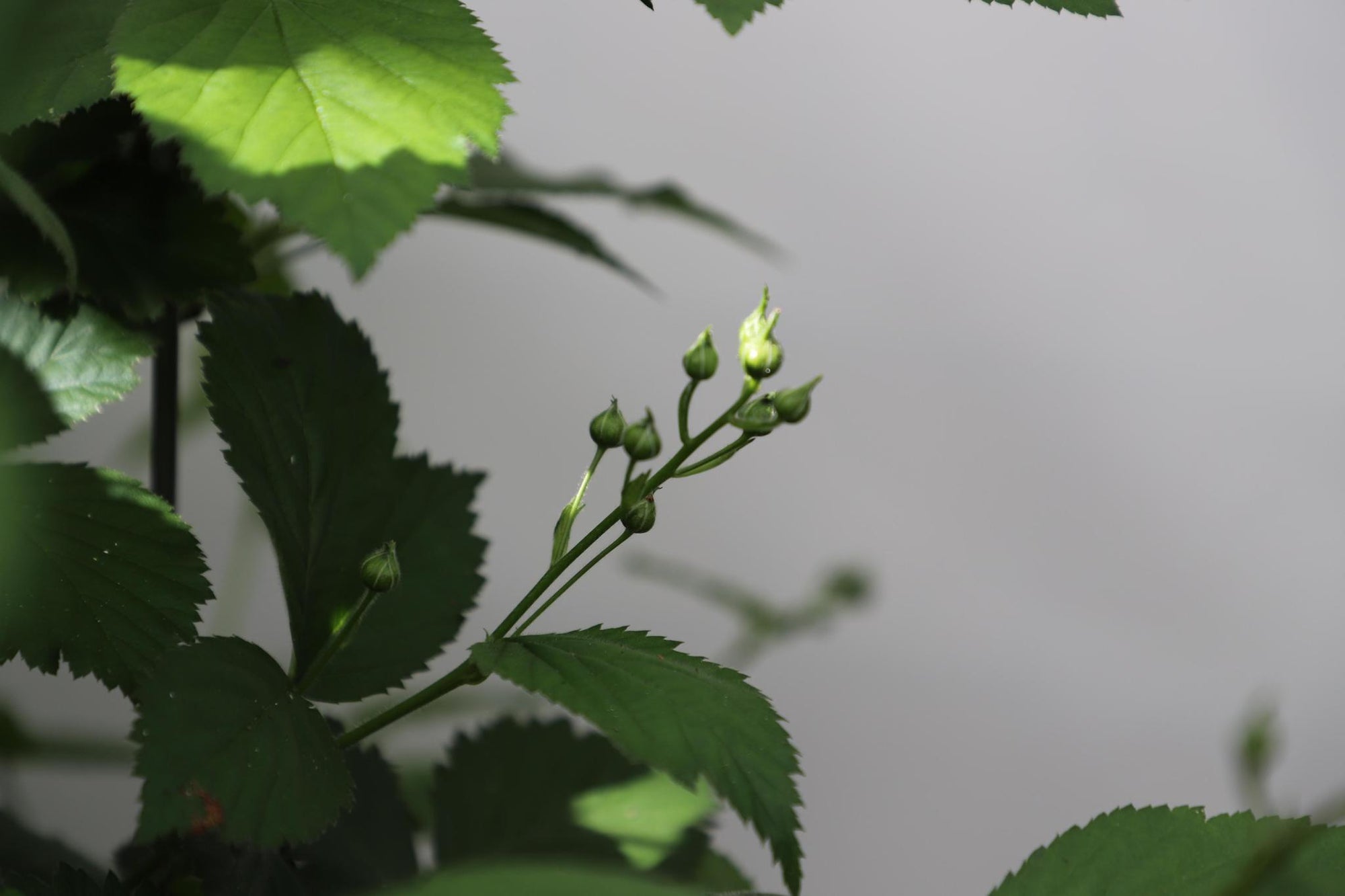 Rubus frut. 'Black Satin' - ↨180cm - 1 stuks