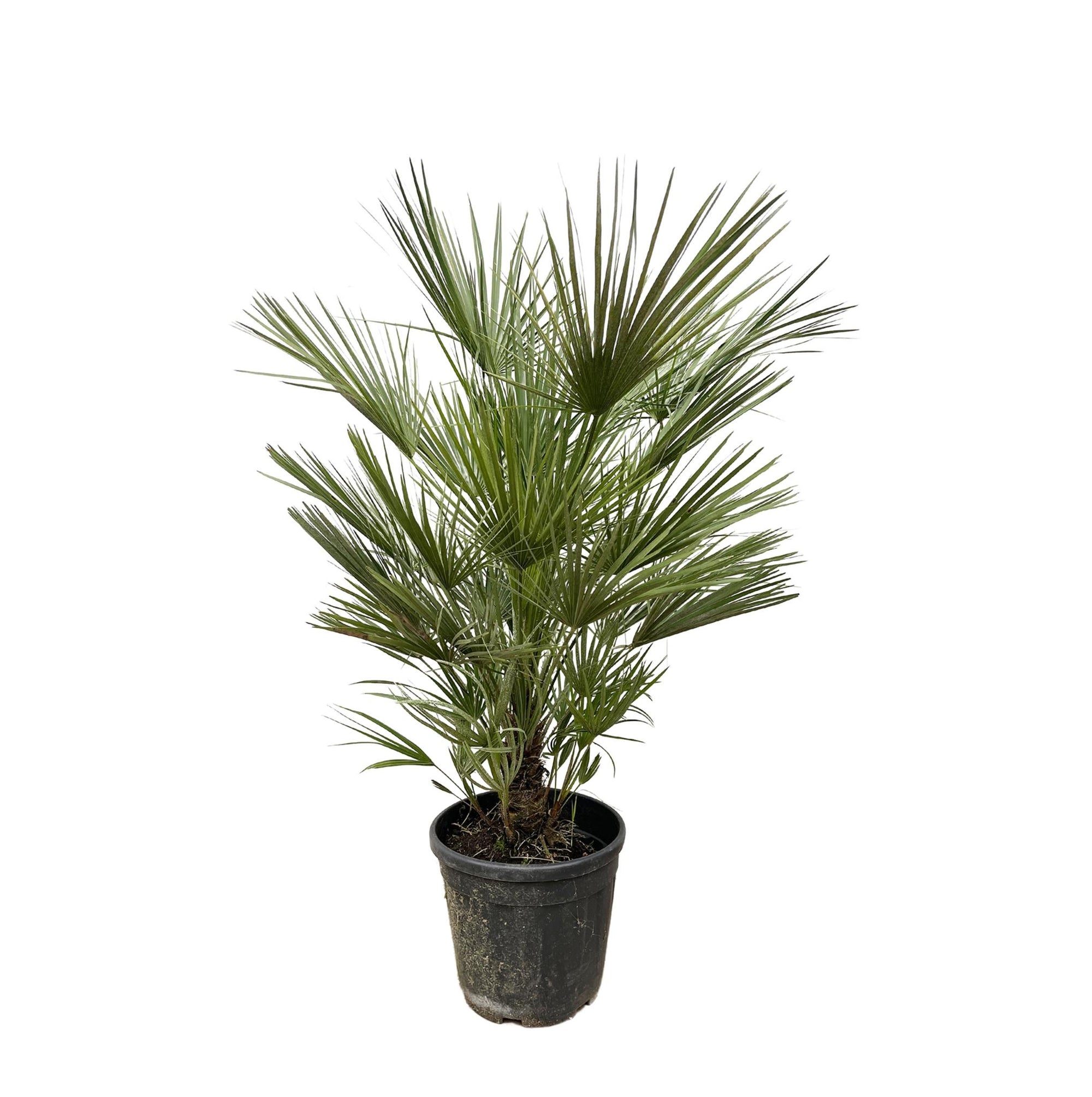 Chamaerops Humilis struik - 150cm- ø35