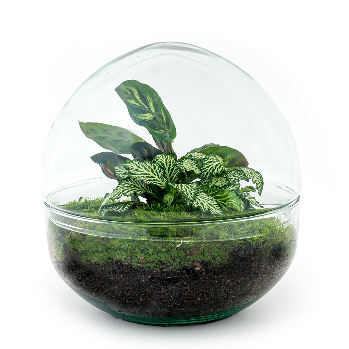 DIY terrarium - Dome - ↑ 20 cm + Rake + Shovel + Tweezer + Scissors