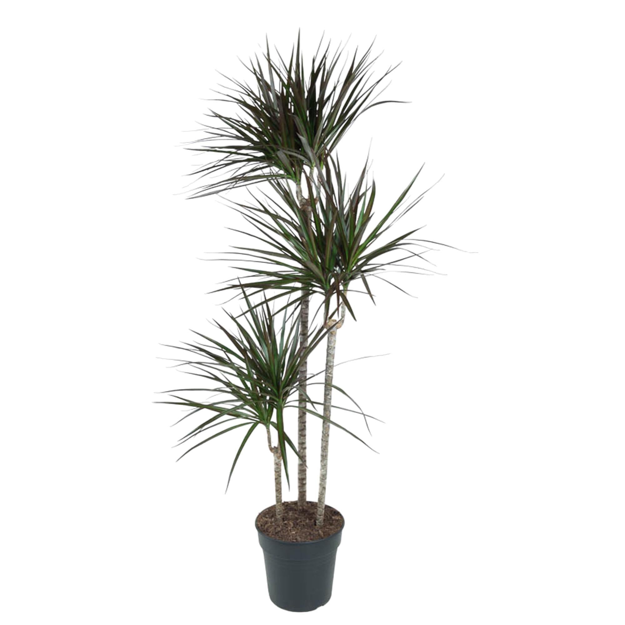 Dracaena Magenta - 150 cm - ø24