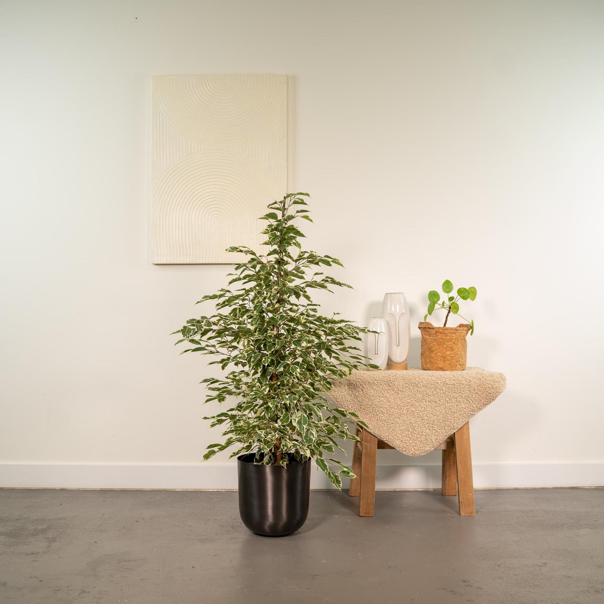 Ficus benjamina Twilight - ↨95cm - Ø21cm + Pot Mayk Lead