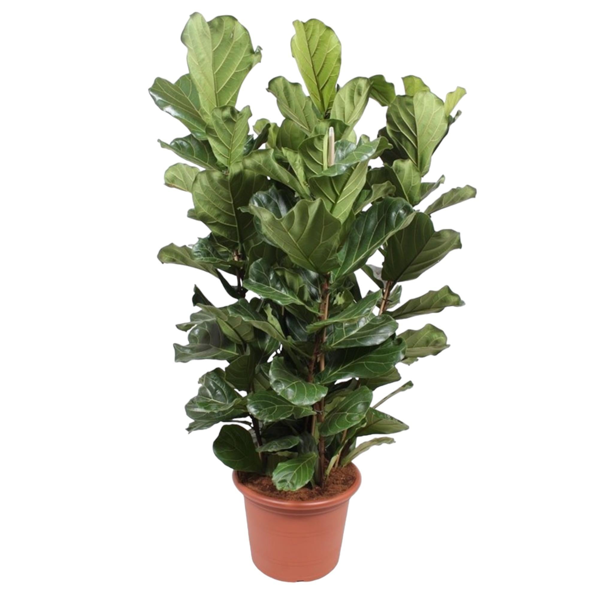 Ficus Lyrata struik XL - 200 cm - ø50