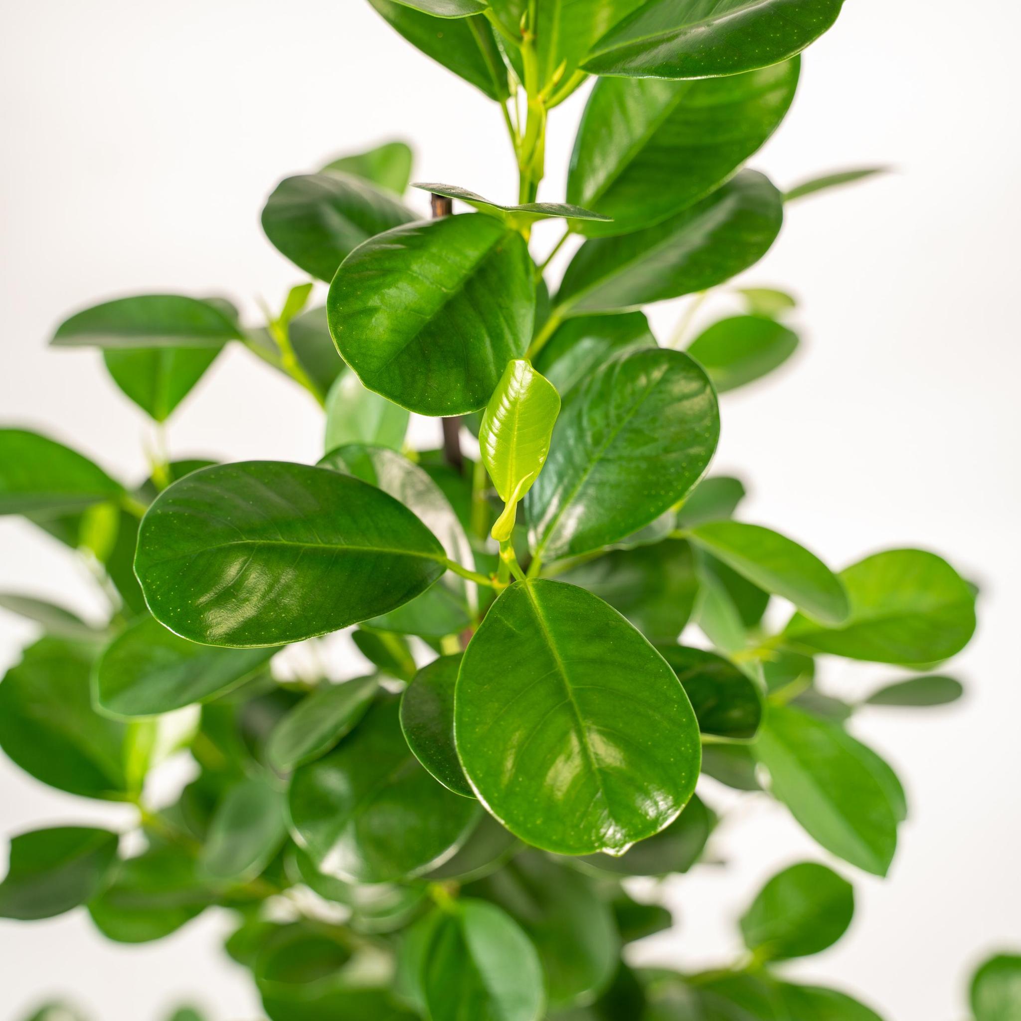 Ficus microcarpa Moclame - ↨95cm - Ø21cm + Pot Mayk Lead