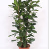 Ficus Cyathistipula Ø27 ↕120