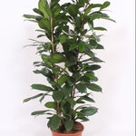 Ficus Cyathistipula Ø27 ↕120