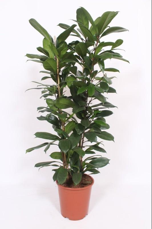 Ficus Cyathistipula Ø27 ↕120