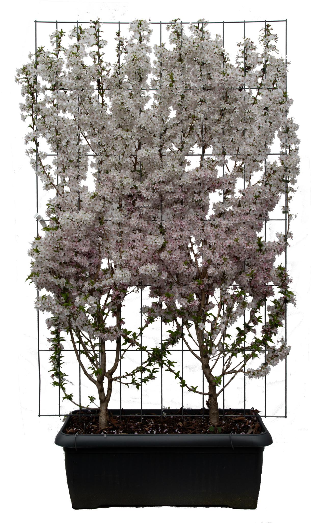 Prunus nipponica 'Brillant' - ↨180cm - 3 stuks