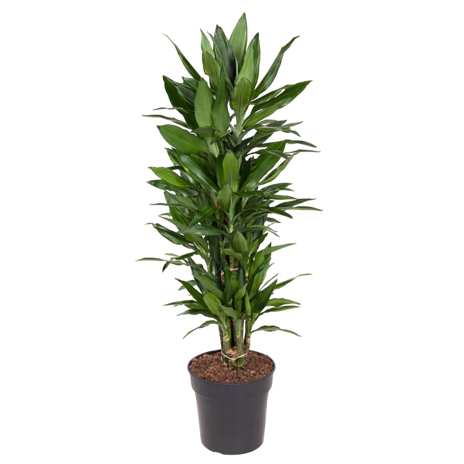 Dracaena Janet Lind vertakt - 130 cm - ø27