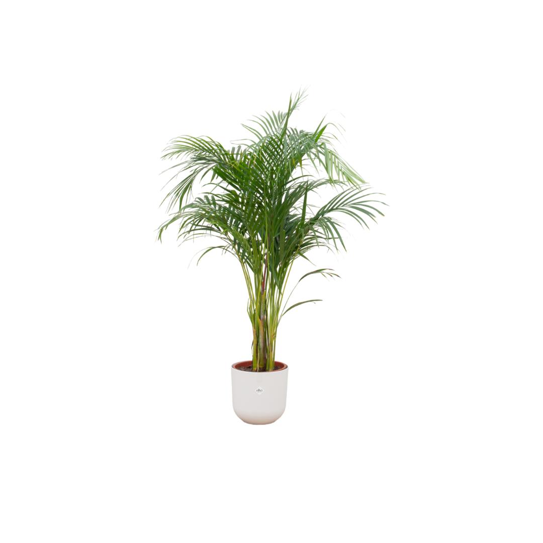 Combi deal - Areca palm inclusief elho Jazz Round wit Ø26 - 140 cm