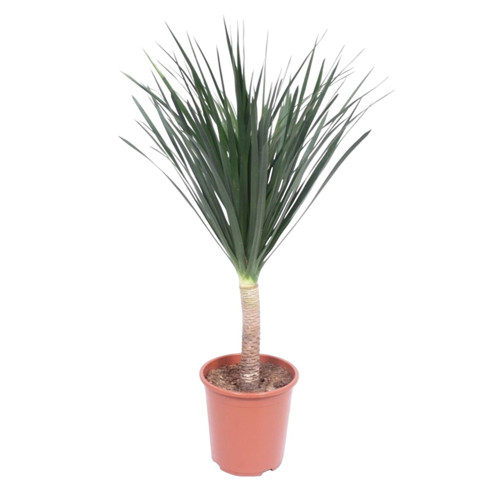 Dracaena Draco - 140 cm - ø27