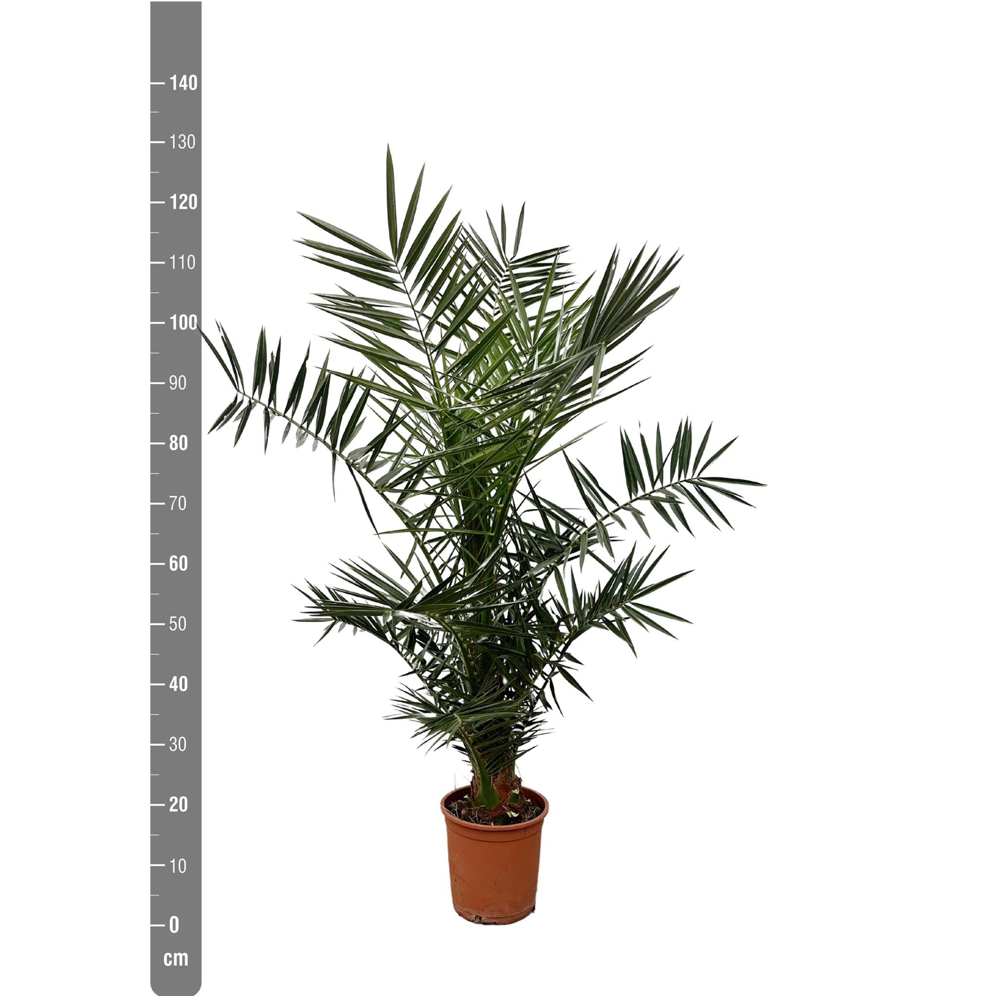 Phoenix Canariensis - 130cm- ø20