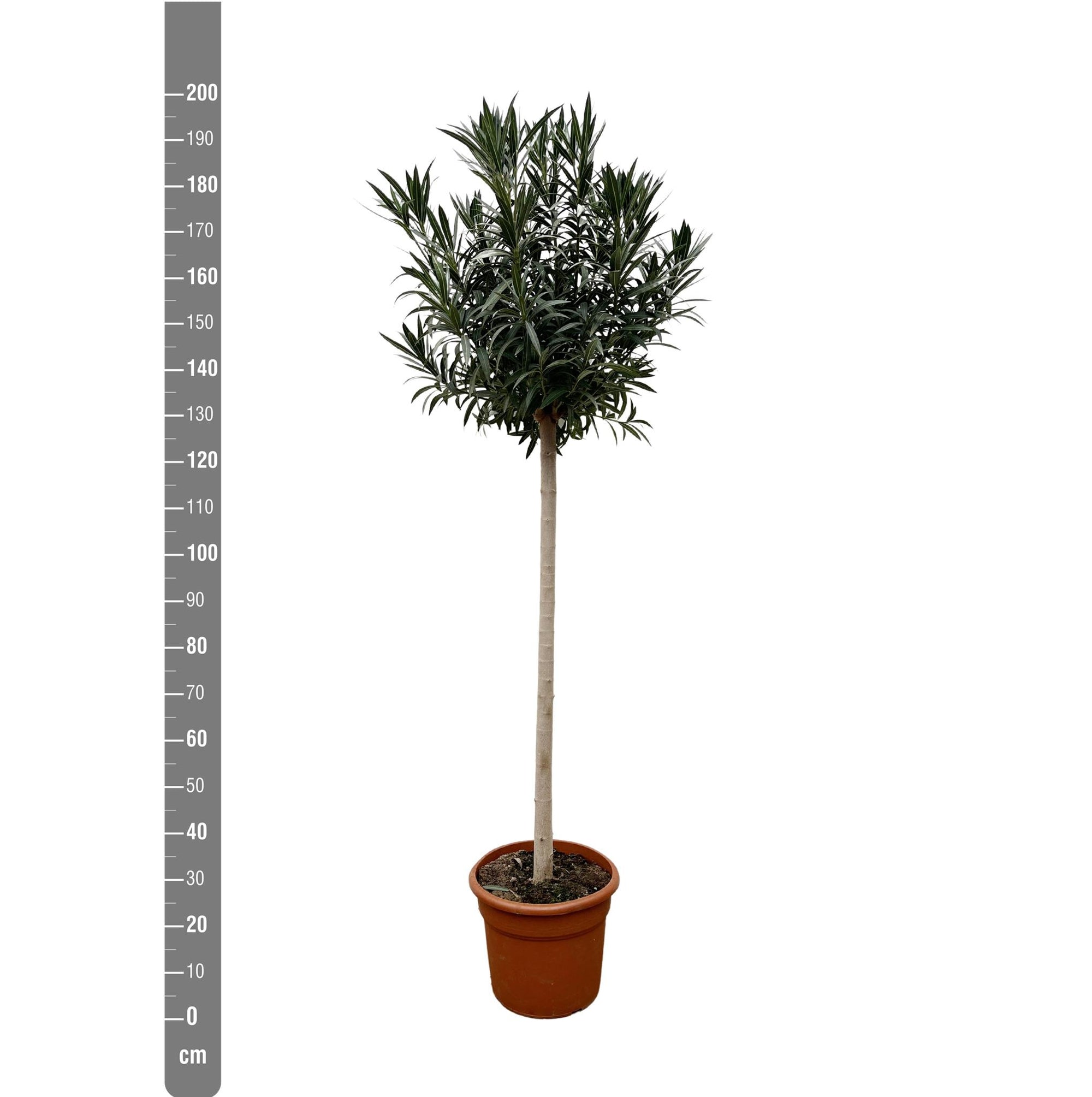 Nerium Oleander op stam met witte bloem - 170cm- Ø40