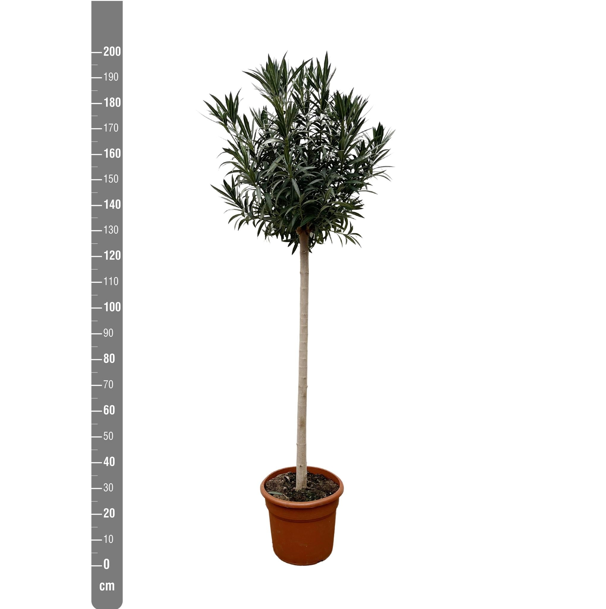 Nerium Oleander op stam met witte bloem - 170cm- Ø40