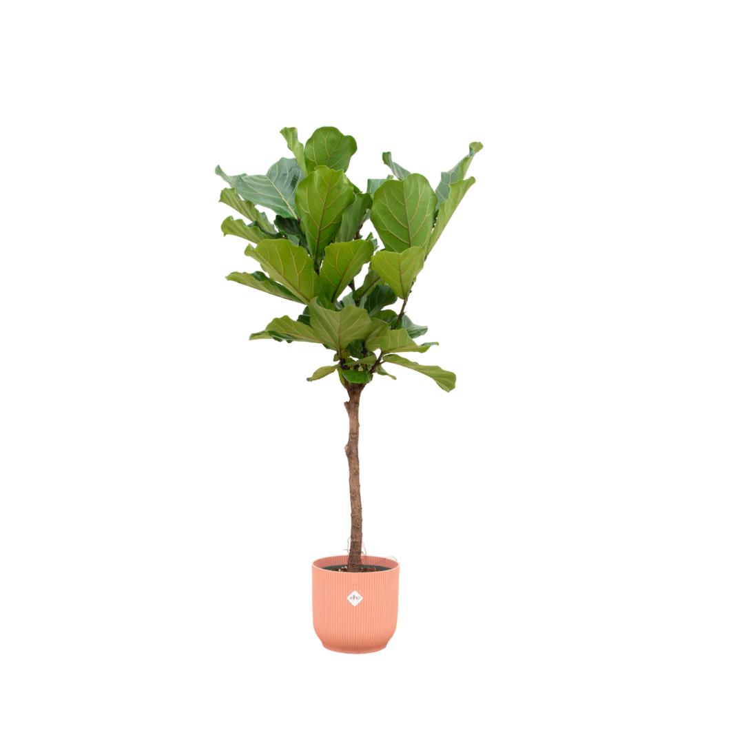 Combi deal - Ficus Lyrata op stam inclusief elho Vibes Fold Round roze Ø30 - 170 cm