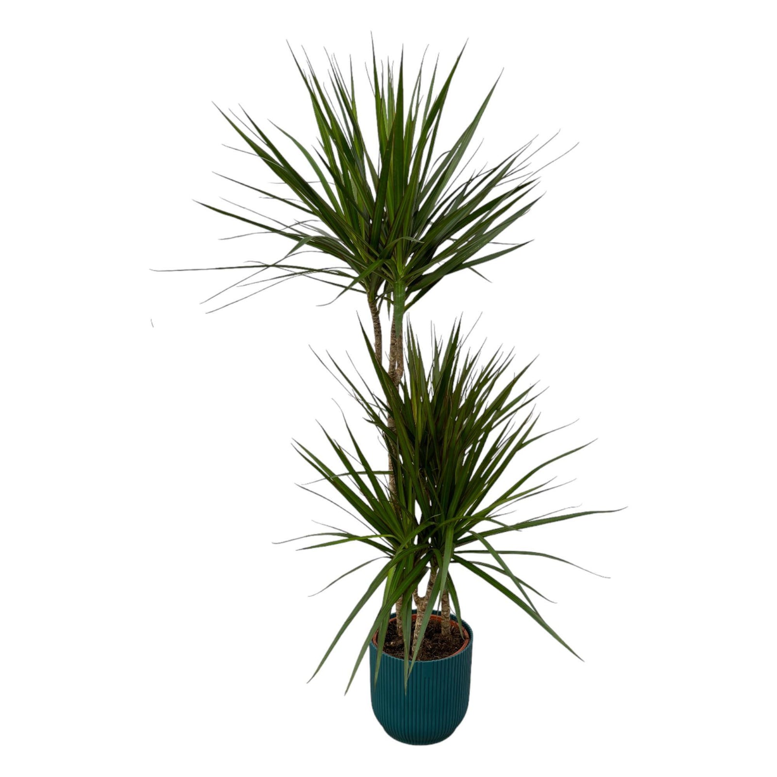 Dracaena Marginata - ↨120cm - Ø21cm inclusief elho Vibes Fold Round blauw D22xH20