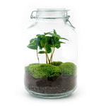 DIY terrarium - Jar - Coffea Arabica - ↑ 28 cm