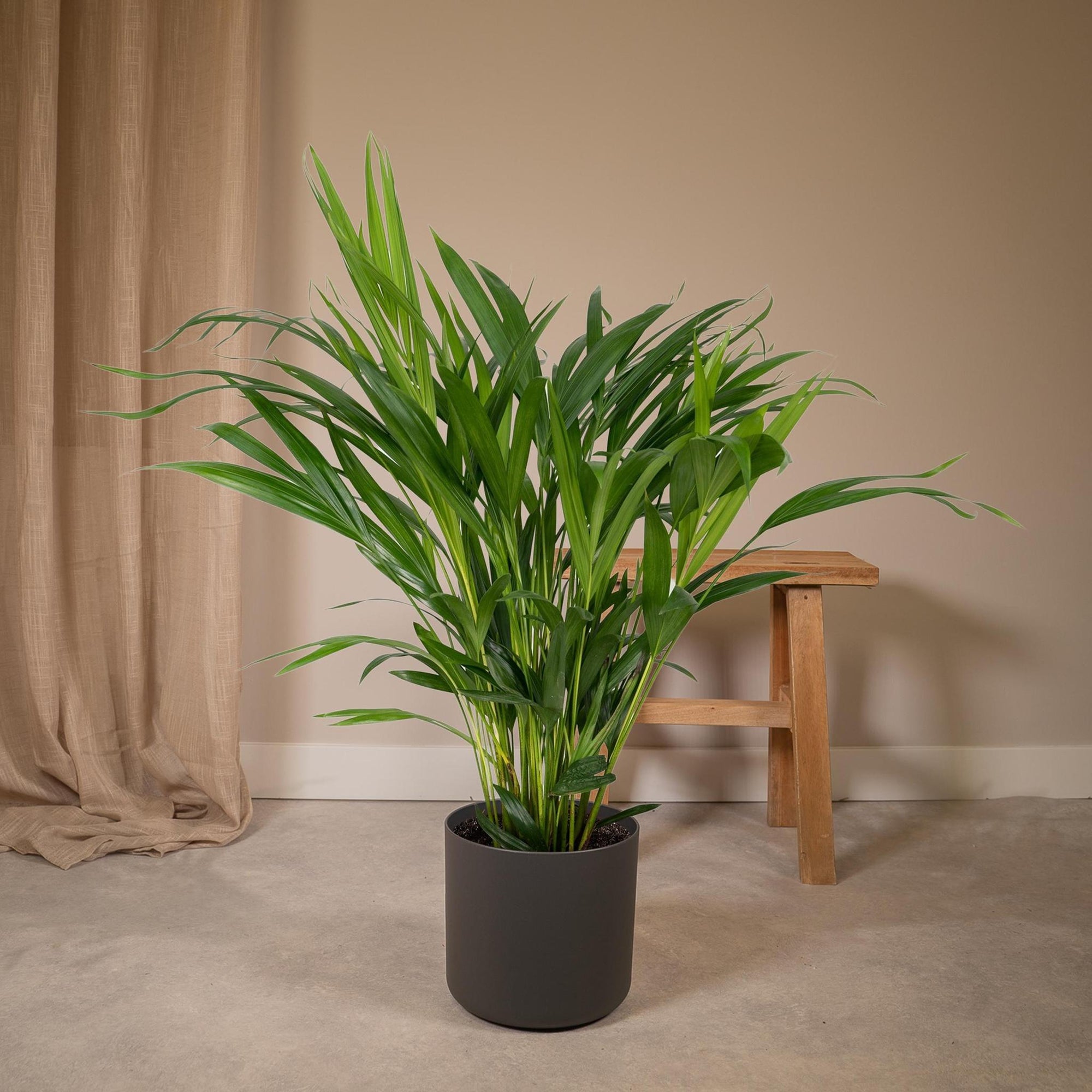 Dypsis Lutescens - Areca Palm - 60cm - Ø17