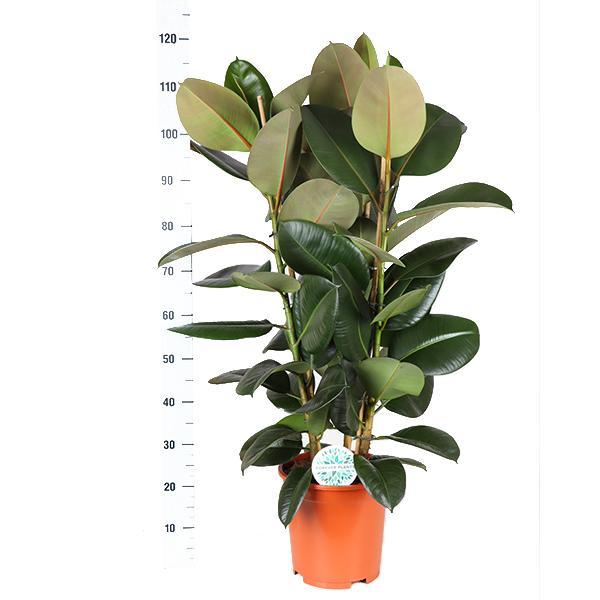 Ficus Elastica Robusta Ø27cm - ↕115cm in Boule ANTRACIET pot