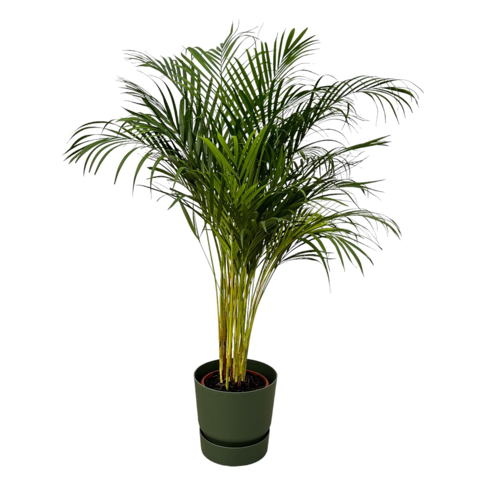Areca palm - ↨130cm - Ø24cm inclusief elho Greenville Round groen D30xH28