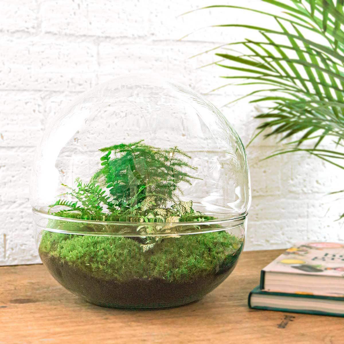 DIY terrarium - Dome XL - ↑ 30 cm + Rake + Shovel