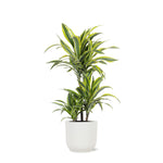 Dracaena Lemon Lime Ø21cm - ↕65cm