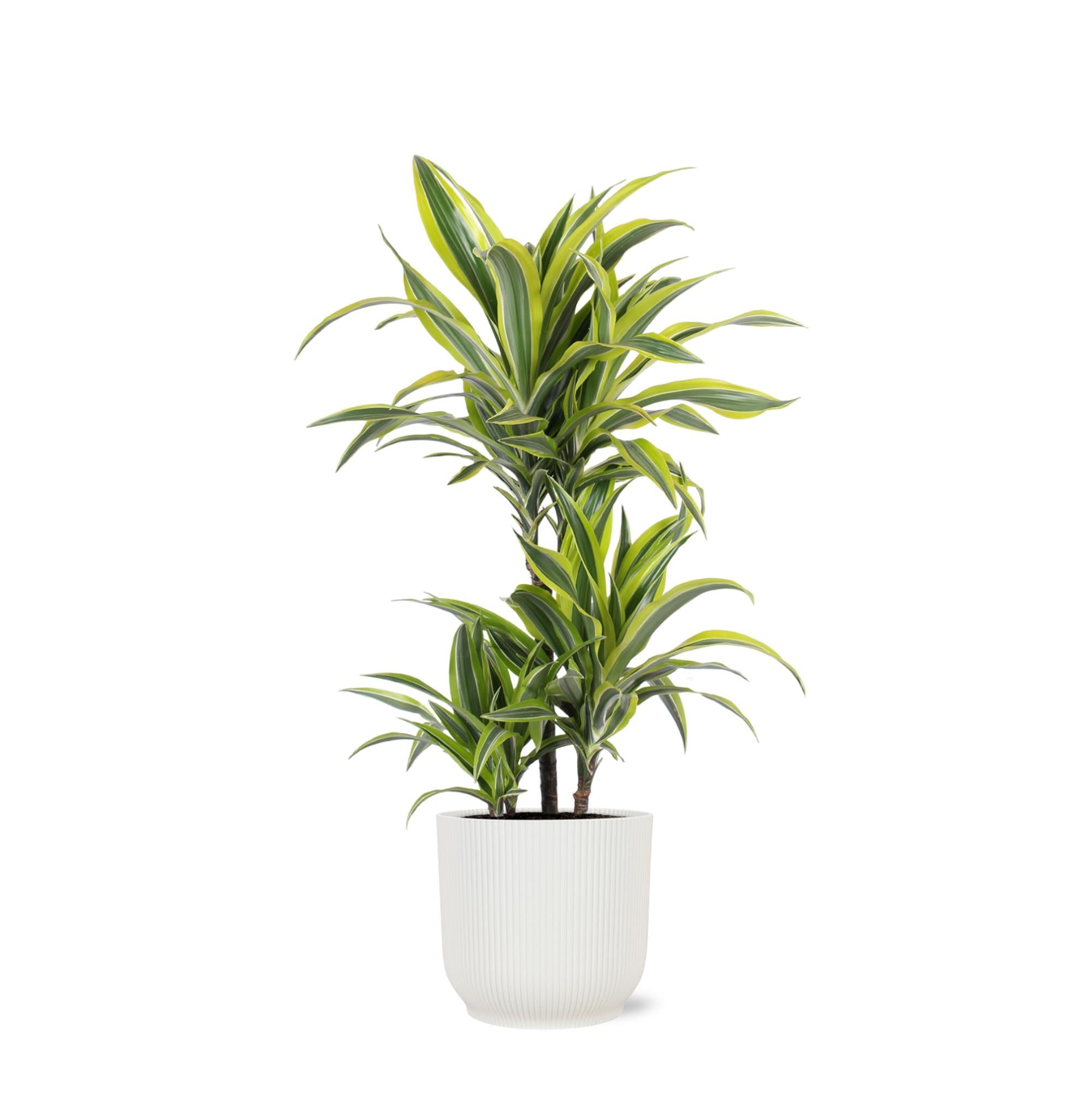 Dracaena Lemon Lime Ø21cm - ↕65cm