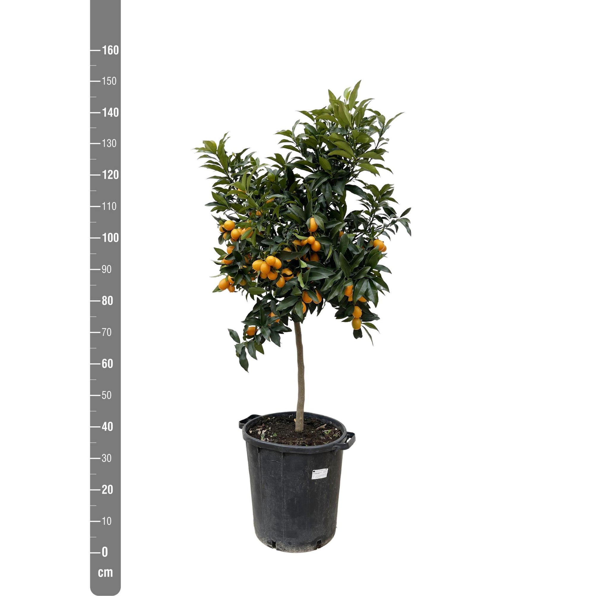 Citrus Kumquat - 150 cm - ø40