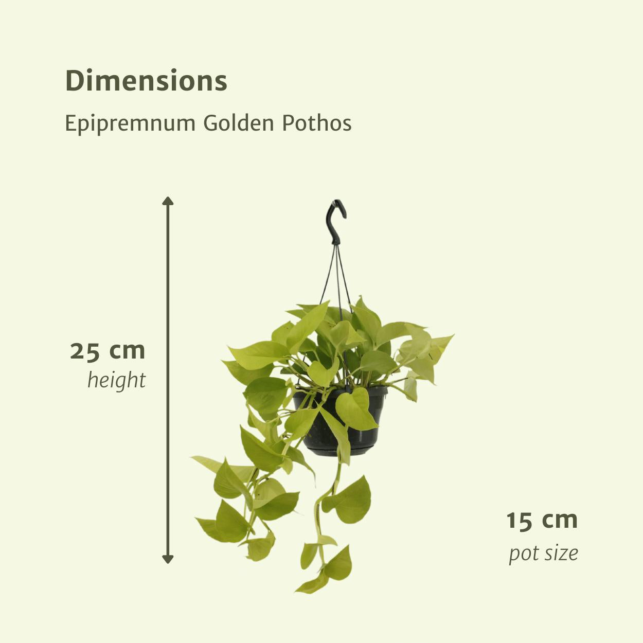 2x Epipremnum Golden Pothos  - Scindapsus - 25cm - ø15