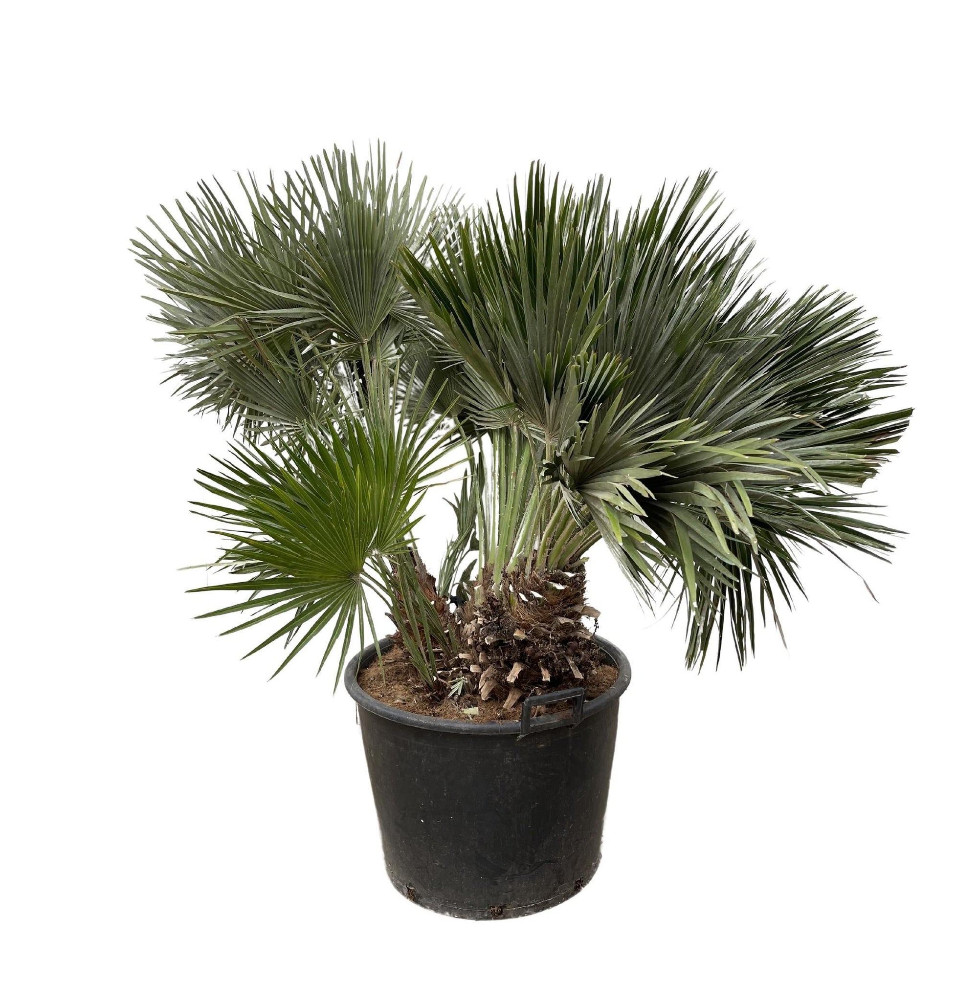 Chamaerops Humilis compact - 120cm - ø80