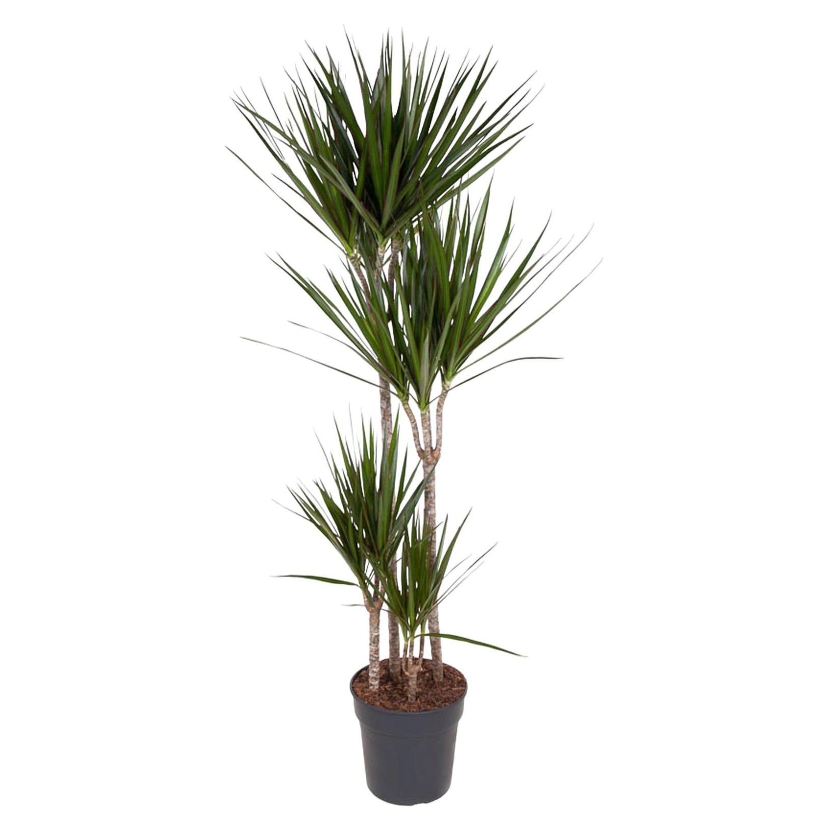 Dracaena Marginata - 160 cm - ø27