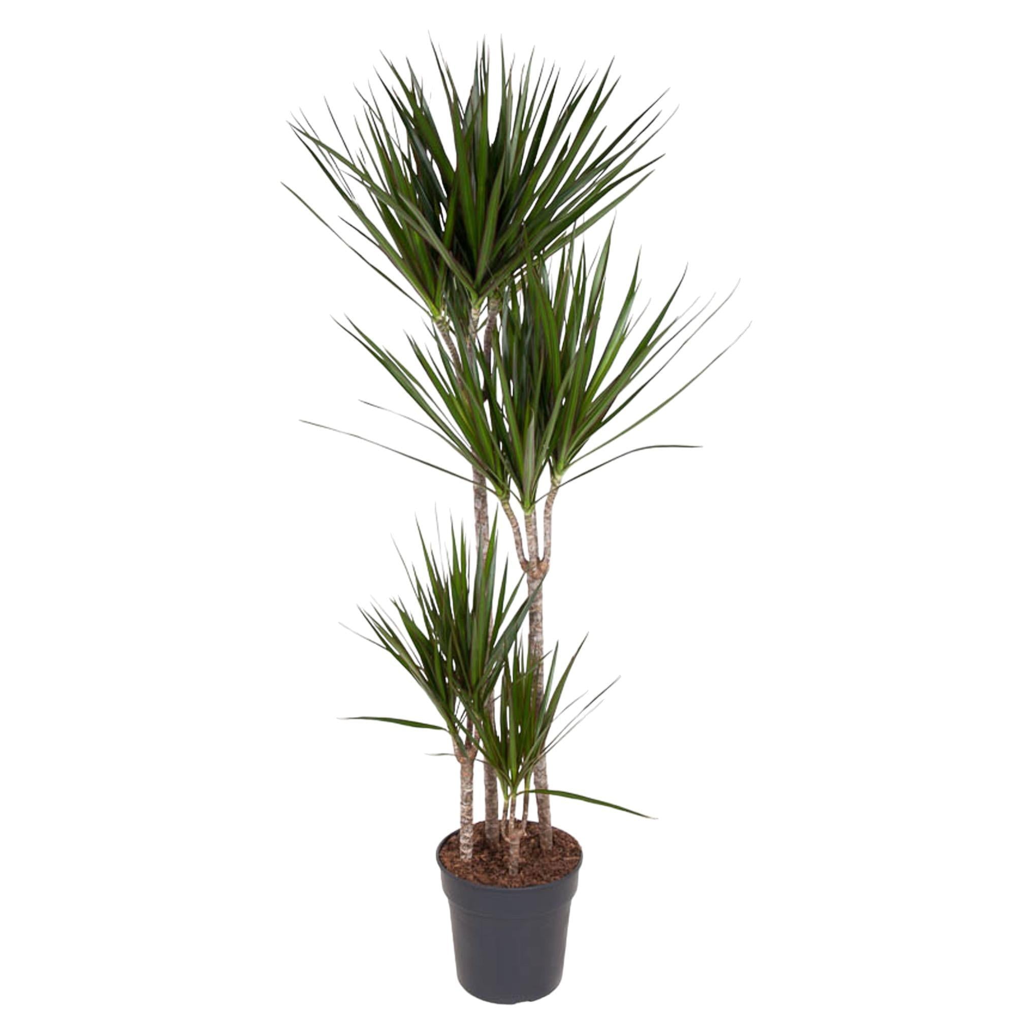 Dracaena Marginata - 160 cm - ø27