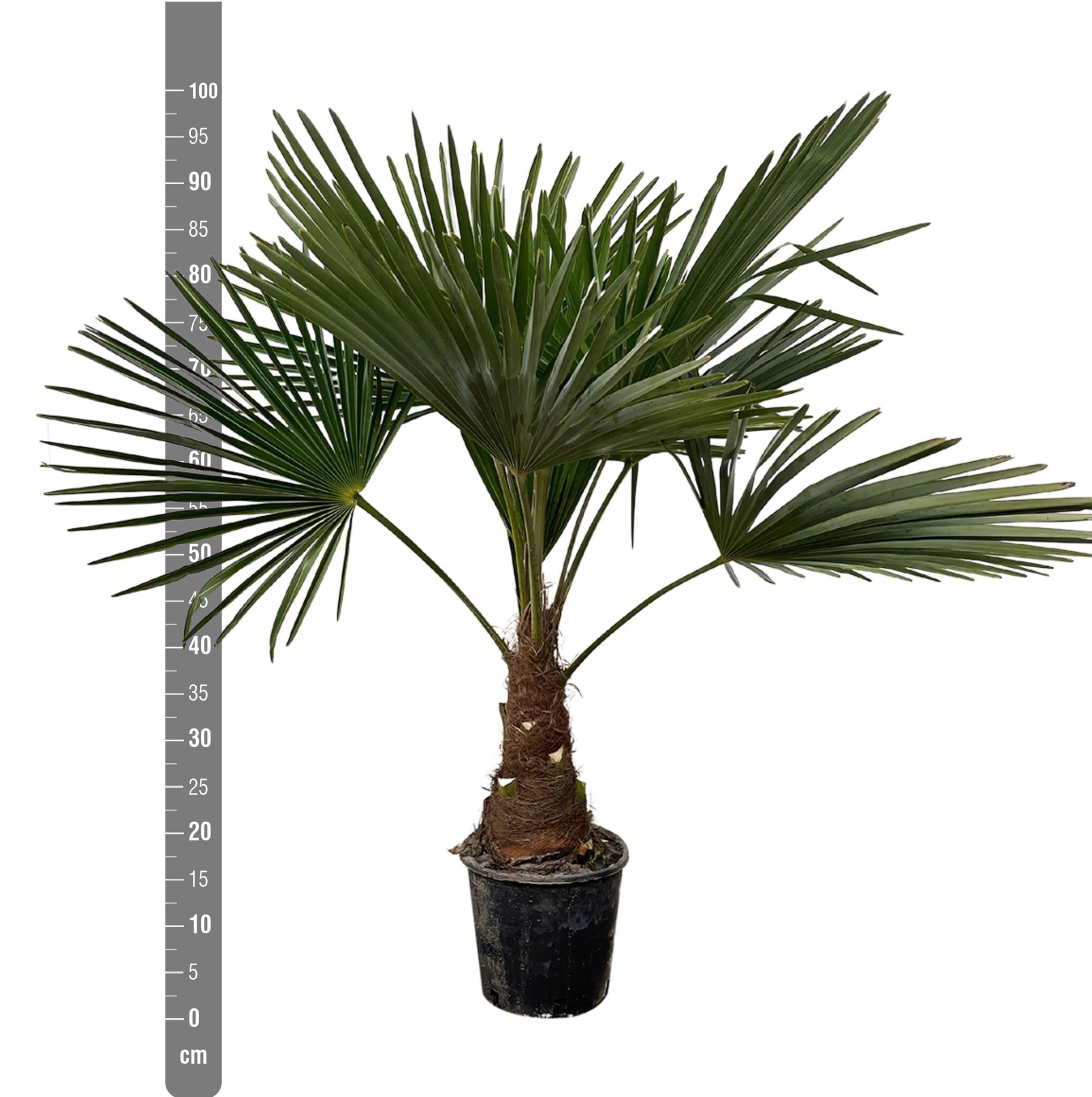 Trachycarpus - 100cm- Ø21