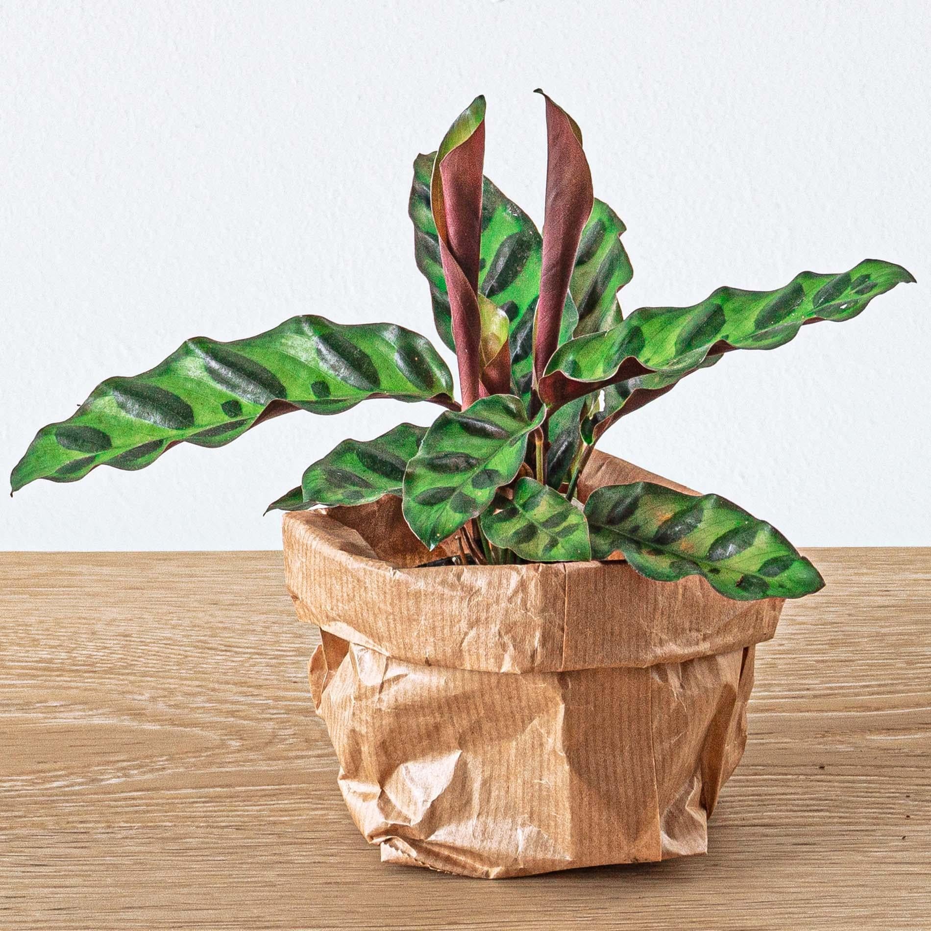 Planten terrarium pakket Calathea Lancifolia - Navulling & Startpakket- DIY