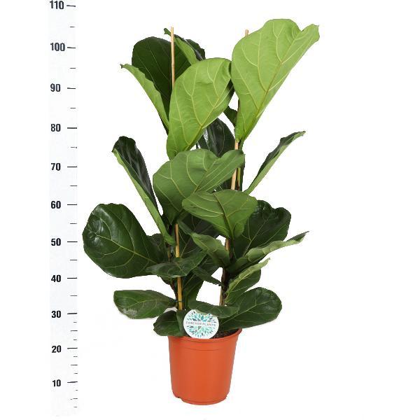 Ficus Lyrata - Ø24cm - ↕120cm in Boule OLIJF pot