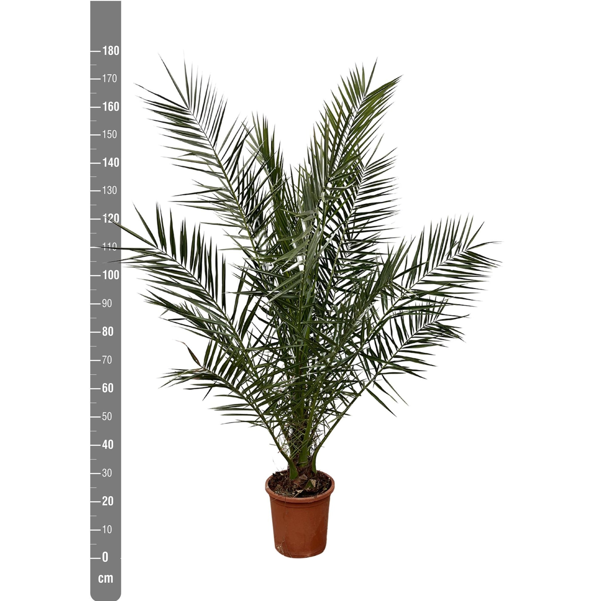 Phoenix Canariensis - 180cm- Ø25