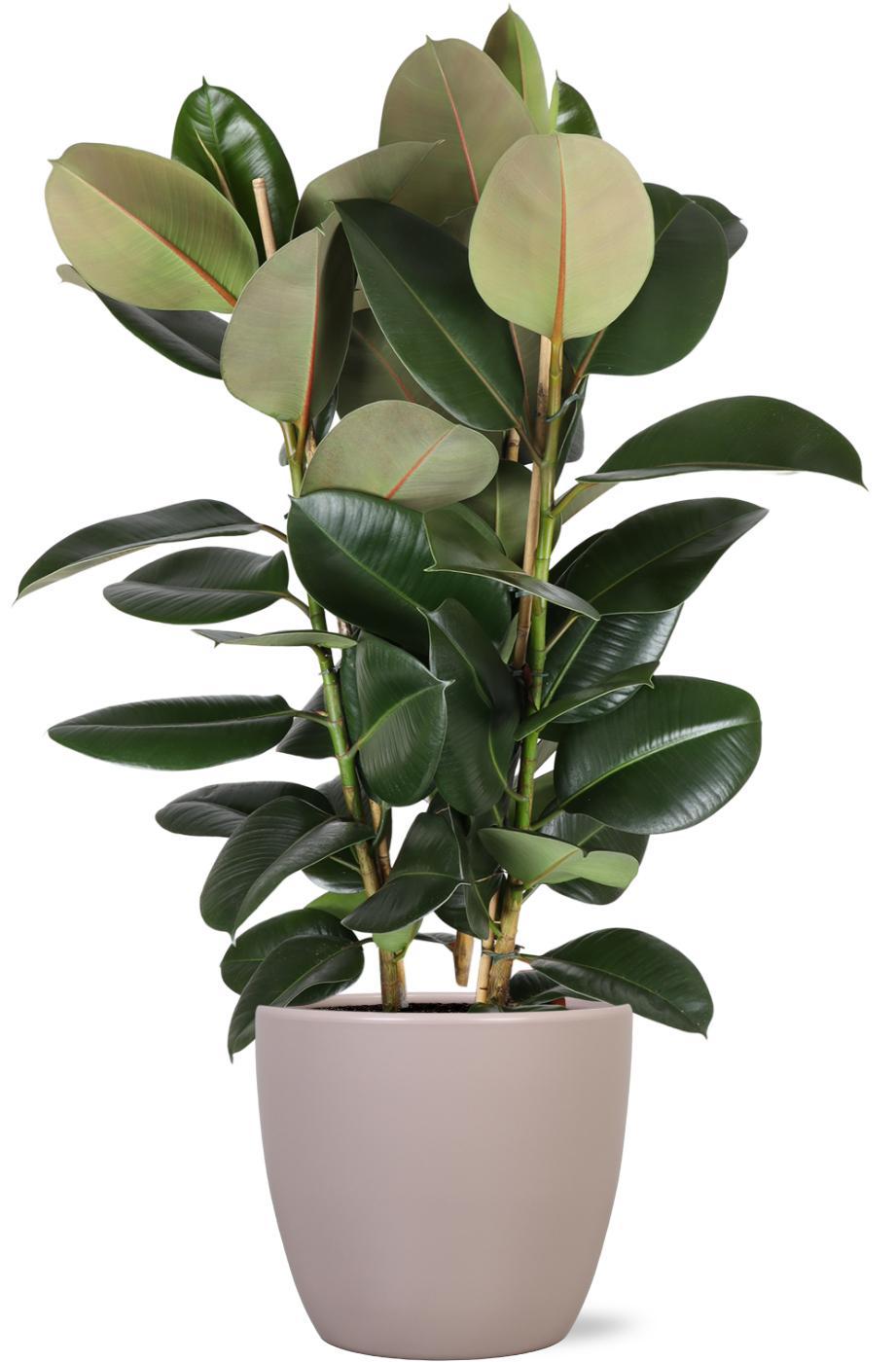 Ficus Elastica Robusta Ø27cm - ↕115cm in Boule TAUPE pot