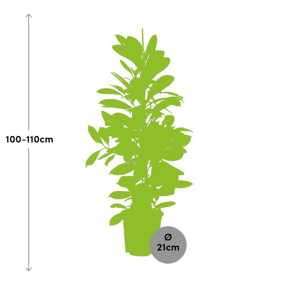 Ø21cm - ↕105cm