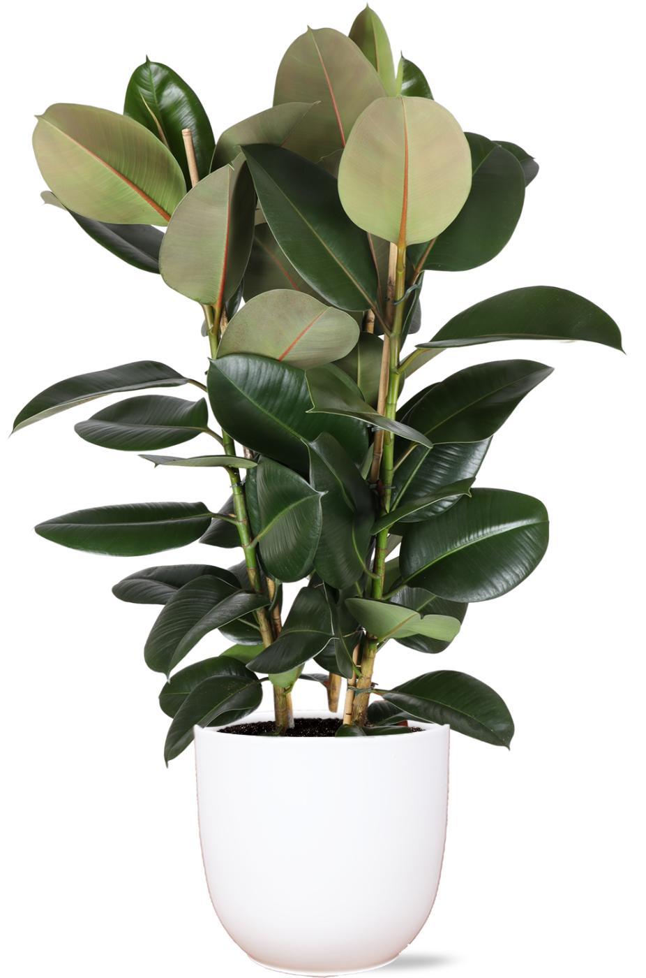 Ficus Elastica Robusta Ø27cm - ↕115cm in Boule WIT pot