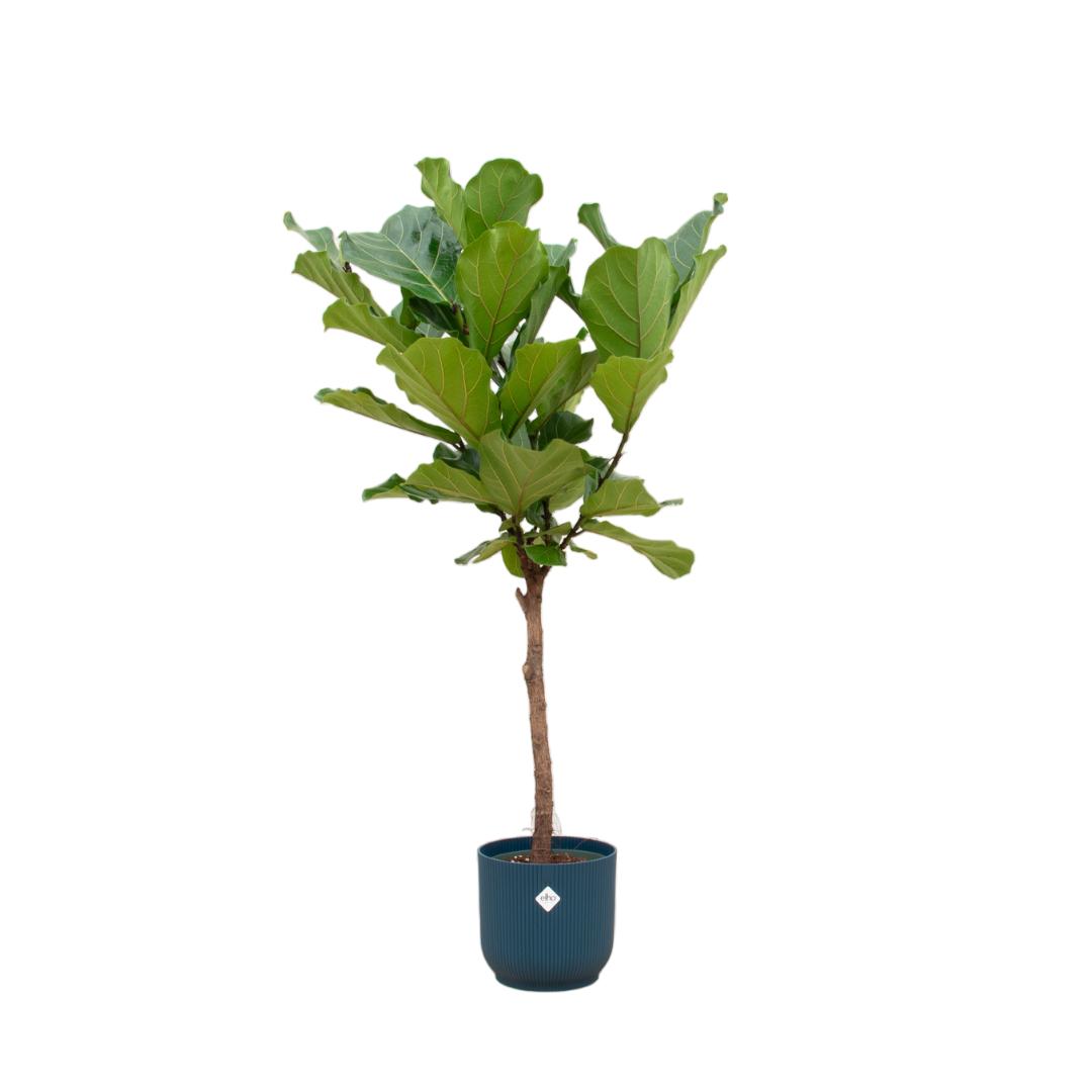 Combi deal - Ficus Lyrata op stam inclusief elho Vibes Fold Round blauw Ø30 - 170 cm