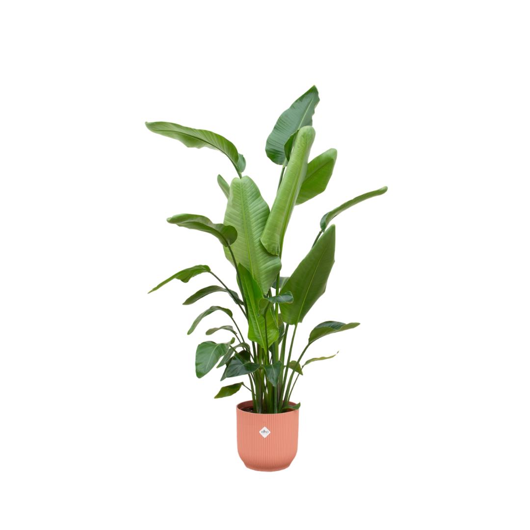 Strelitzia Nicolai inclusief elho Vibes Fold Round roze - 180 cm - Ø30